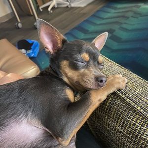 Meet your Posher, Rodrigo